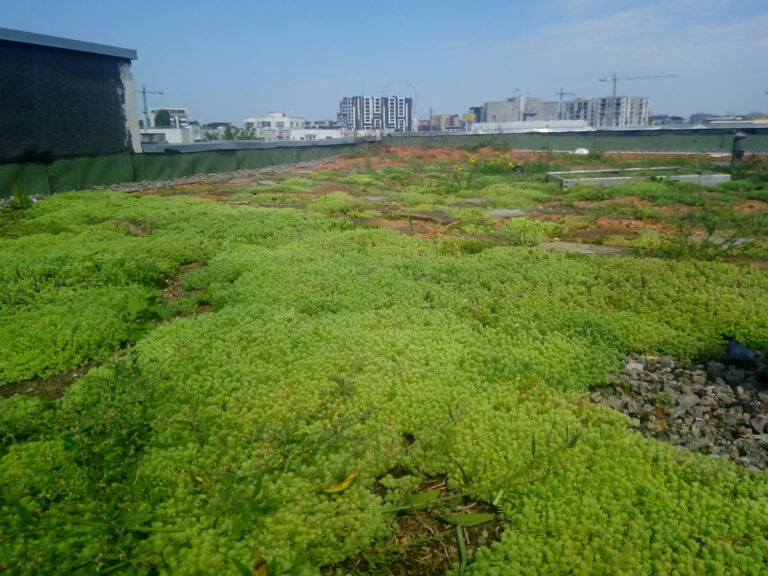 The civic initiative Asociatia Cartier Aviatorilor Bucharest, the greening of the roof of an old building in 2018