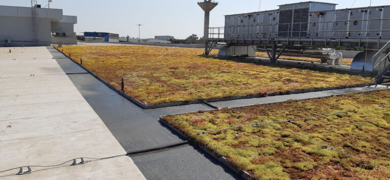 Extensive green roof, Kaufland Bragadiru, plant area 1600 sqm, installed in 2019
