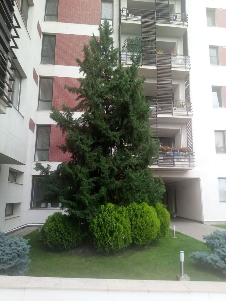 Liziera Bucharest residential complex, intensive green roof with large trees anchored in a layer of medium thickness, in an area of ​​4200 sqm, built in 2008