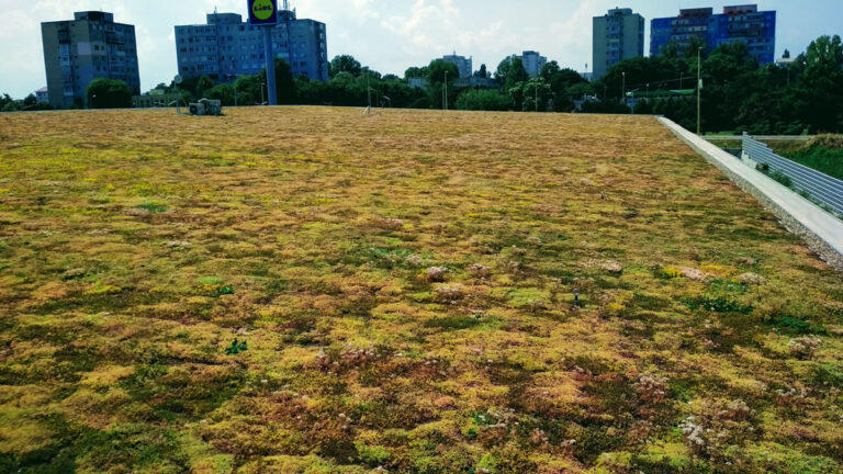 Lidl Sos. Mangaliei, Constanța, extensive green roof, built in 2018 on an area of ​​2250 sqm