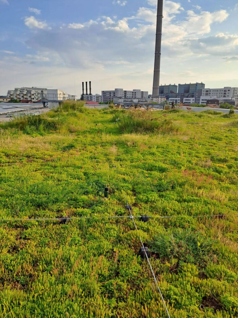 Semi-intensive green roof at Kaufland Bucharest, Turnu Măgurele str., total area 1700 sqm, including bushes/shrubs, built in 2022